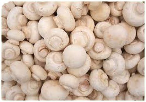 White Fluffy Texture Natural Commonly Cultivated Fresh Mushroom