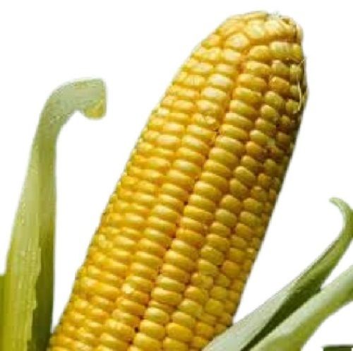 Naturally Grown Raw A-Grade Fresh Sweet Corn