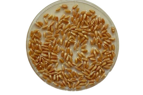 Wheat Seeds Admixture (%): 1%