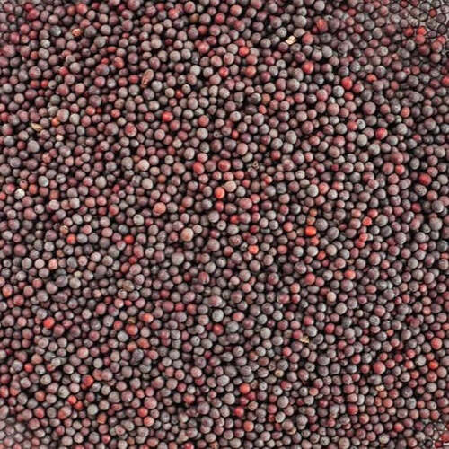 99.9% Pure Commonly Cultivated Dried And Cleaned Mustard Seed