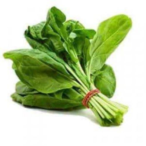 High Rich In Iron And Oxalic Acid Fresh Vegetables Green And Natural Spinach