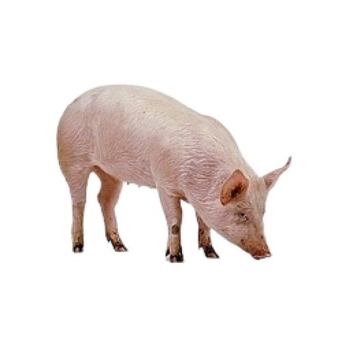 Healthy 8 Months Female Farm Live Infection Free Pig For Cooking 