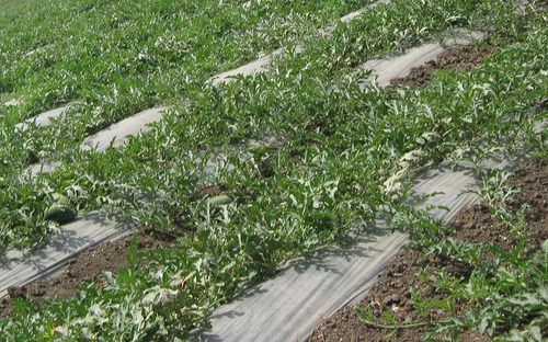 Silver Plastic Mulching Film For Agriculture Farms Use