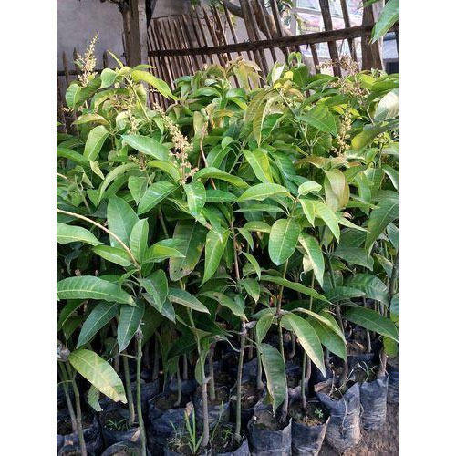 Well Watered Mango Plant For Garden & Outdoor