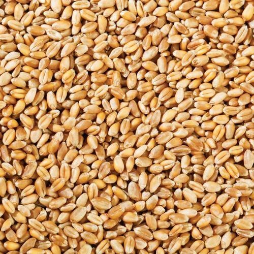 Natural Dried Organic Grain Wheat Seed, 500 Gm- 1 Kg