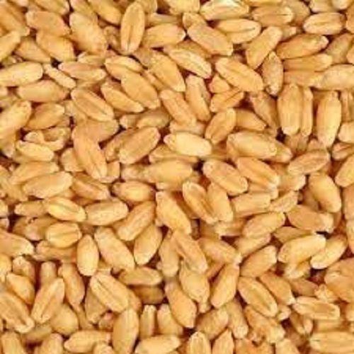 A Grade 100 Percent Purity Common Cultivated Indian Origin Whole Wheat Grain