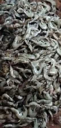 White 100% Fresh Prawns With High Nutritions