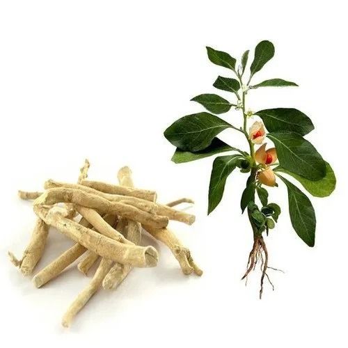 67 Gram Fat Dried Ashwagandha Roots