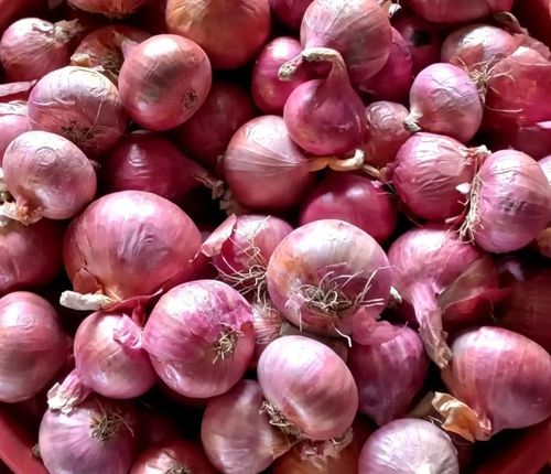 Pesticide Free 100% Organic Whole Raw Red Onion For Cooking