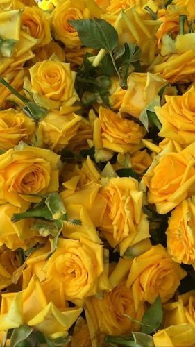 Yellow Fresh Button Rose Shelf Life: 2 Days