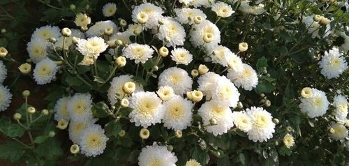 White Fresh Chrysanthemum Flowers Shelf Life: 2 Days