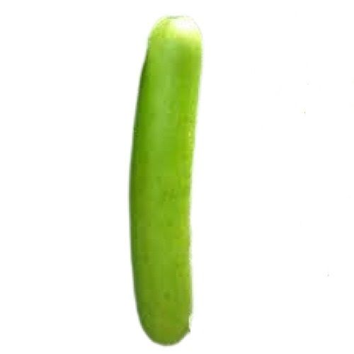 Fresh Naturally Grown Cylindrical Raw Healthy Bottle Gourd