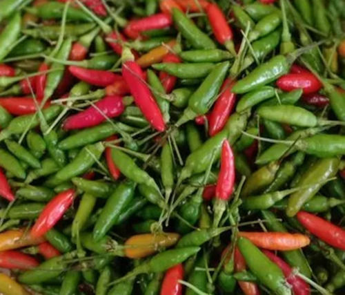 Pure And Natural Spicy Taste Raw Fresh Solid Form Bird Eye Chilli Moisture (%): 2%