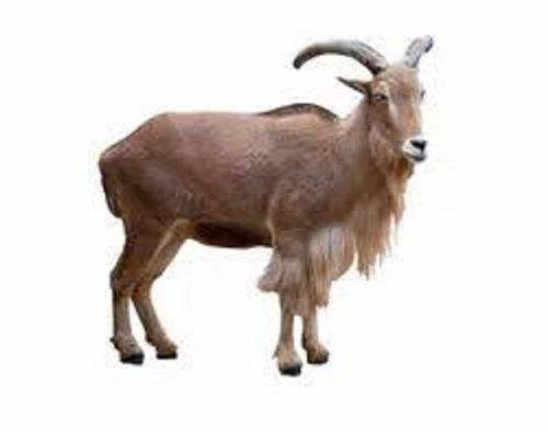 Brown 12 Months Infection Free Healthy Nutritious Male Live Semmari Goat