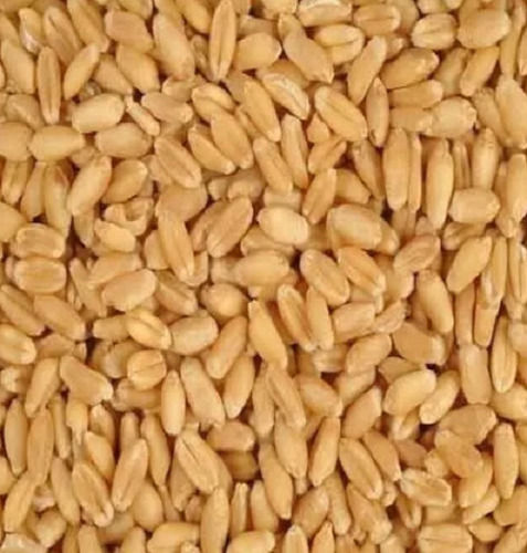 99% Pure And Sunlight Dried Commonly Cultivated Wheat Seed With 1 Year Shelf Life