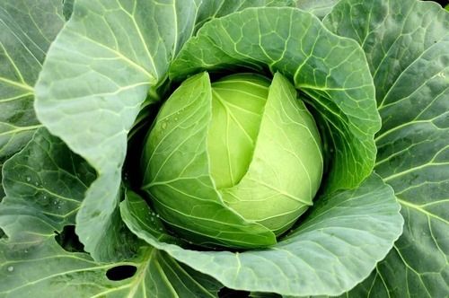 Commonly Cultivated Pure And Natural Round Raw Fresh Cabbage