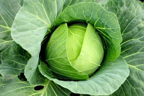 Commonly Cultivated Pure And Natural Round Raw Fresh Cabbage Moisture (%): 5%