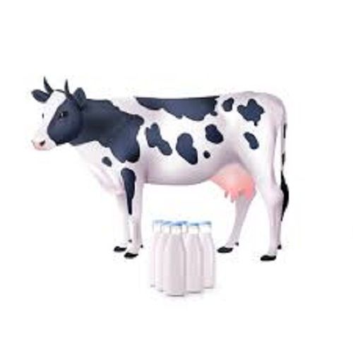 Cow Milk - Liquid and Powder Form, 100% Pure A Grade, Preservative-Free | Premium Quality, Good For Health, Rich Source of Essential Calcium and Vitamins, Chemical-Free