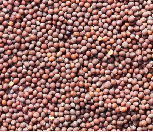 Dried Commonly Cultivated Edible Red Mustard Seeds