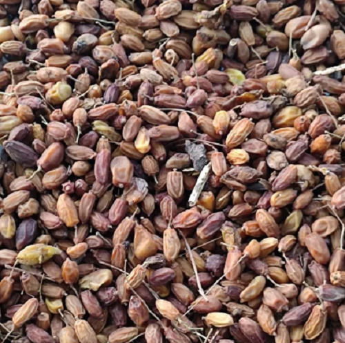 Pure And Natural Commonly Cultivated Sunlight Dried Hybrid Neem Seed  Admixture (%): 1%