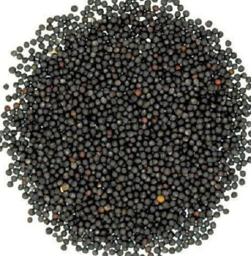 Sunlight Dried Edible Commonly Cultivated Black Mustard Seeds