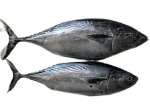 Water Preserved Bacterial Free Nutritious Fresh Alive Tuna Fish