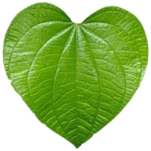 3 Inches Healthy Distinct Taste Heart Shape Betel Leaves