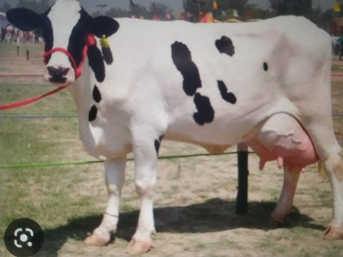 Gray Hf Cow