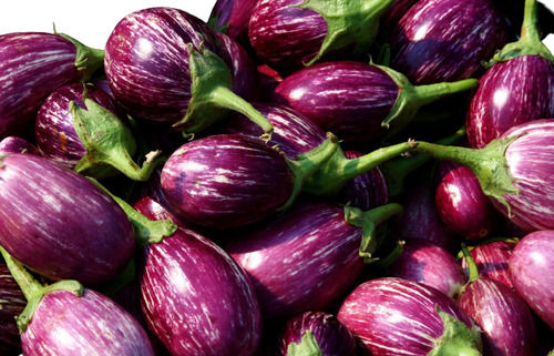 Commonly Cultivated Round Farm Fresh Raw Brinjal For Vegetables Shelf Life: 15 Days