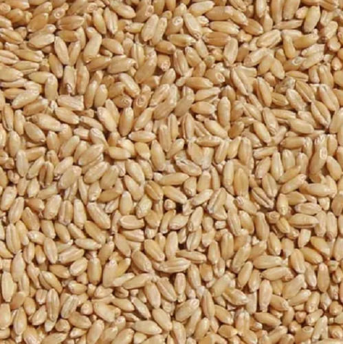 Organic Dried Flavour Natural Taste Lokwan Wheat Admixture (%): 3%