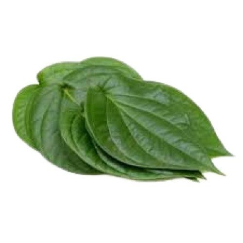 Healthy Farm Fresh Naturally Grown Edible Antiseptic Chewable Betel Leaves