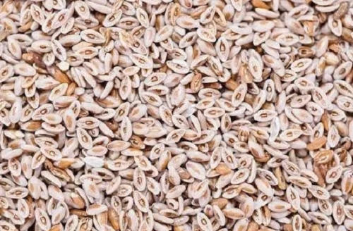 Pure A Grade Dried Hybrid Isabgol Seeds Admixture (%): 3%