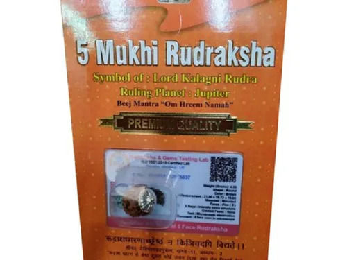 21.08x19.73x19.05 Mm Round Shape Religious 5 Mukhi Rudraksha For Spiritual Purposes