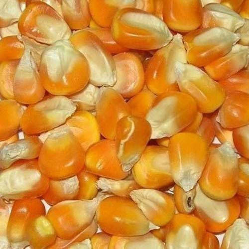 Commonly Cultivated Pure And Dried Edible Sweet Corn Seed