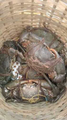 100% Fresh Live Mud Crab For Seafood