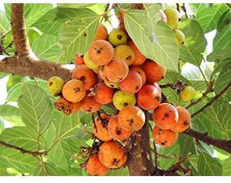 Gular Leaves and Fruits Powder