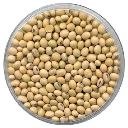 Organic Soybean Seeds 2 Years Shelf Life Full Of Proteins And Carbs Admixture (%): 0.1%