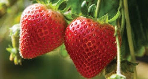 Strawberries Plant