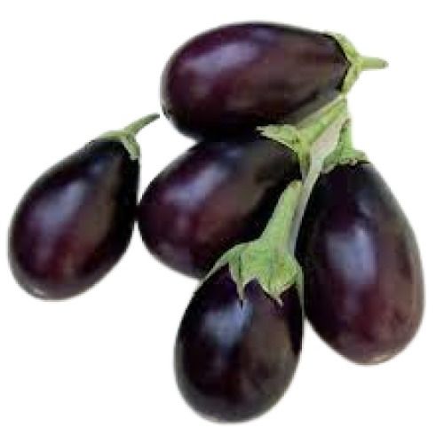 Fresh Naturally Grown Oval Shape Raw Brinjal