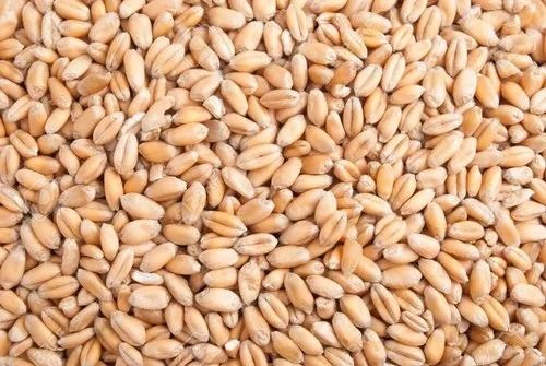 99.4% Pure Commonly Cultivated Raw Dried Whole Wheat Grain