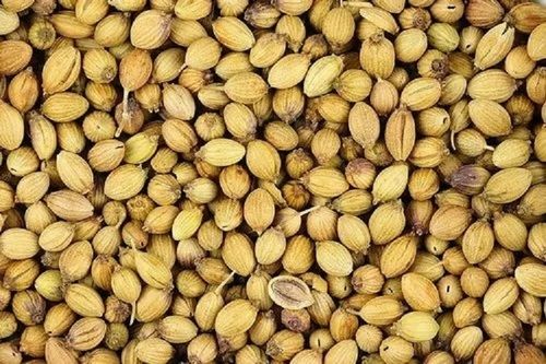 Sunlight Dried Edible And Hybrid Pure Spiced Coriander Seeds