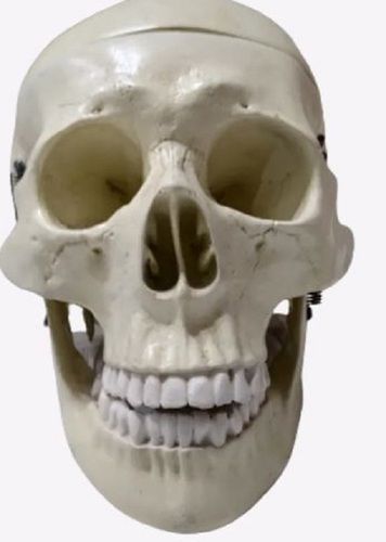 White Pvc Plastic Skull Models For Laboratory And Classroom