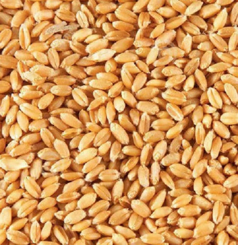 Sunlight Dried Commonly Cultivated Wheat Seed Admixture (%): 1%