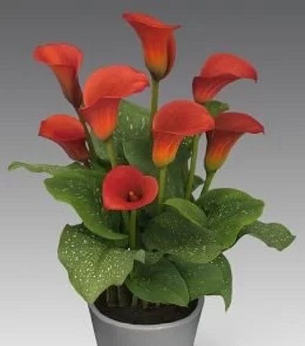 2 Feet Delightfully Gorgeous Fragranced Lily Flower Plant