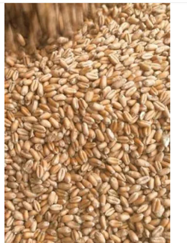 99% Purity and 14% Moisture Organic Dried Wheat Grain