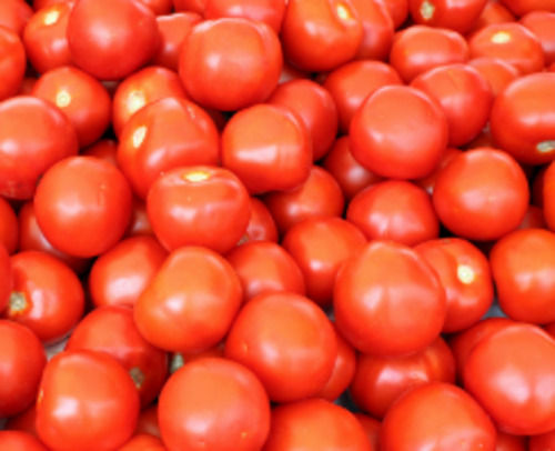 Commonly Cultivated Round Raw Fresh Tomatoes Moisture (%): 90%