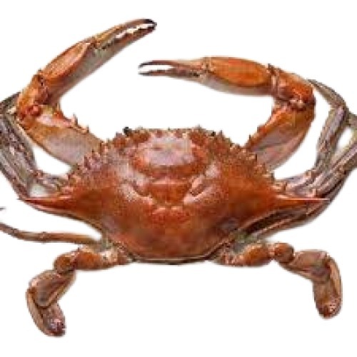 Piece Moist Texture Healthy Fresh Whole Mud Crab