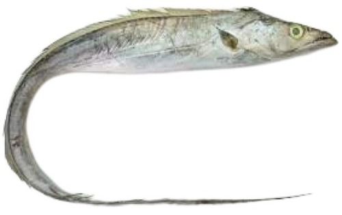  पौष्टिक रोग मुक्त स्वस्थ ताजा साबुत टुकड़ा रिबन मछली 
