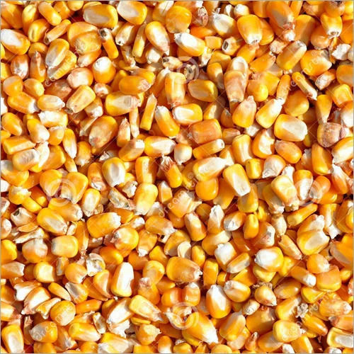 Pure And Dried Raw Commonly Cultivated Whole Hybrid Maize Seeds