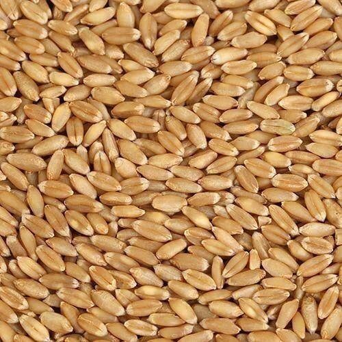 Pure And Dried Raw Whole Commonly Cultivated Whole Organic Wheat Broken (%): 1%